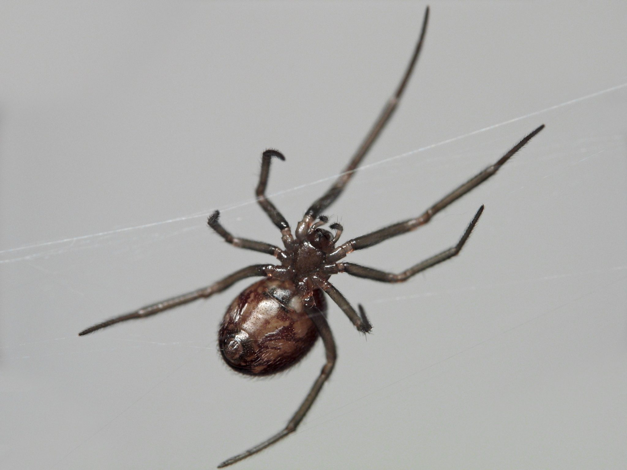 Cobweb-spider-ventral-mze